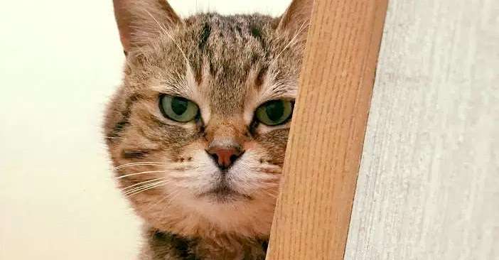がるちゃん猫カフェ82号店開店しました♪(初めての方も大歓迎♪)