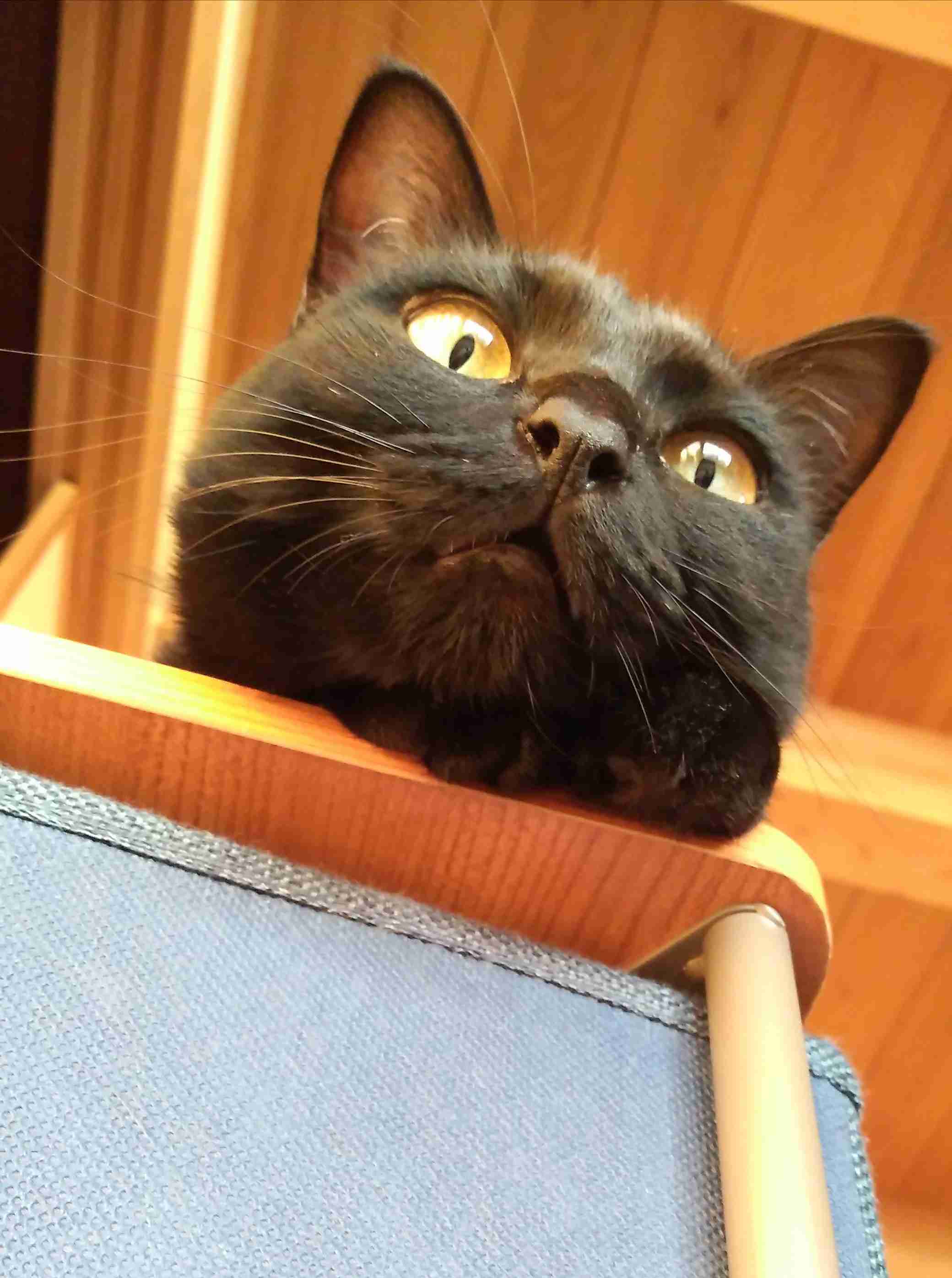 がるちゃん猫カフェ82号店開店しました♪(初めての方も大歓迎♪)