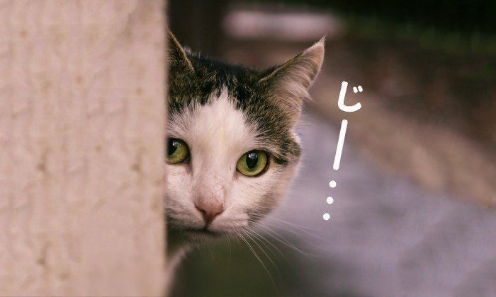 彼氏(夫)のスマホ、隠れてみた結果分かったことありますか?