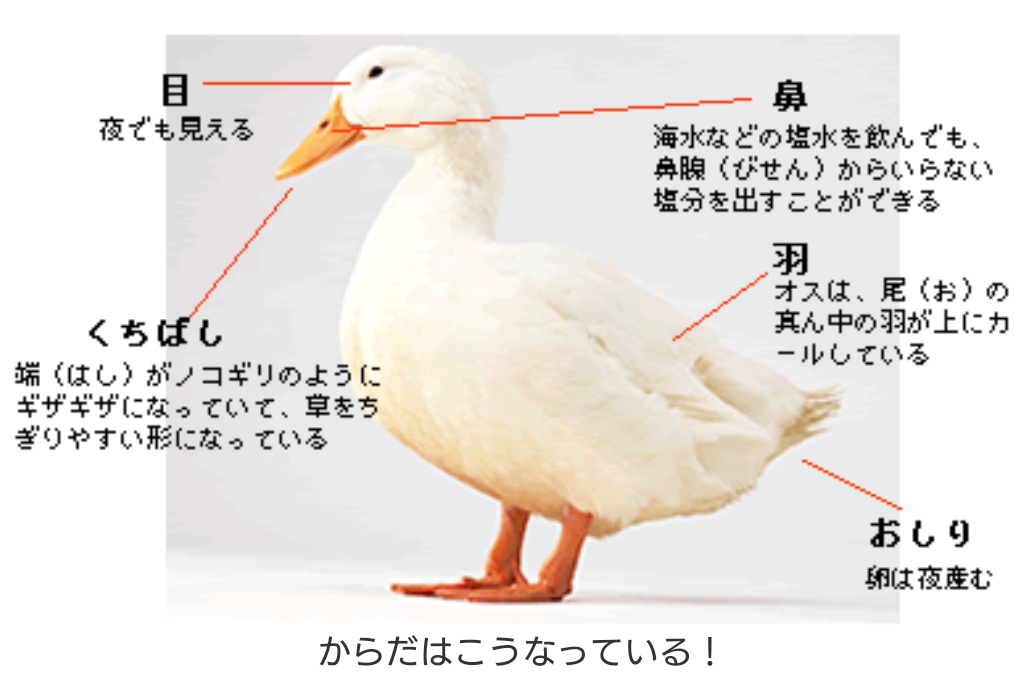 アヒルとアヒル口の画像を交互に貼るトピ　Part3