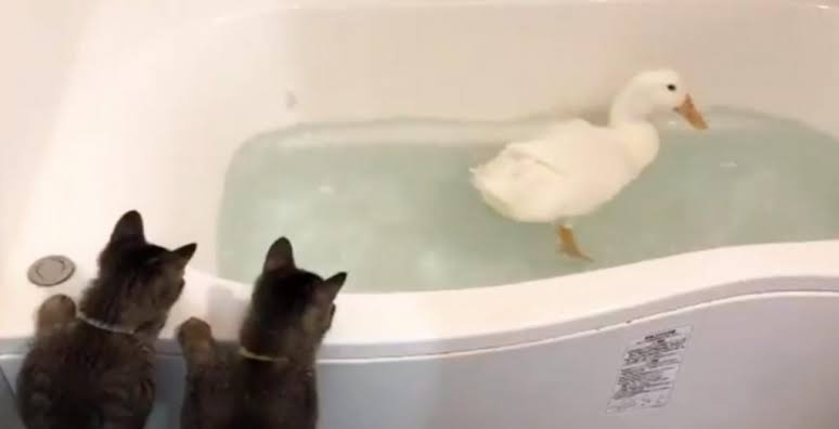 アヒルとアヒル口の画像を交互に貼るトピ　Part3