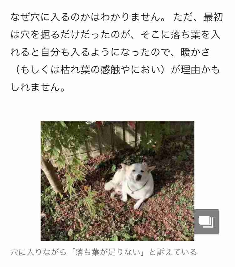 自ら掘った庭の穴が“自宅警備”の待機場所?地面から生える犬がかわいい…入る理由を飼い主に聞いた