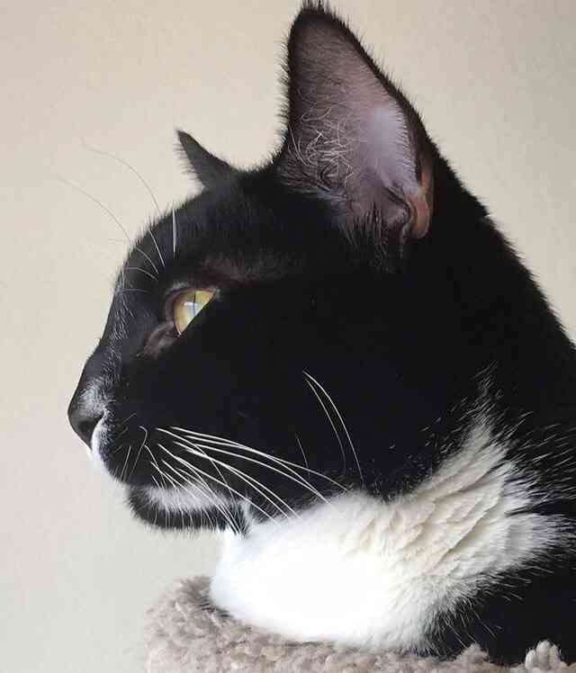 綺麗な横顔が見たい