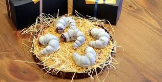 秋田県民に質問トピック