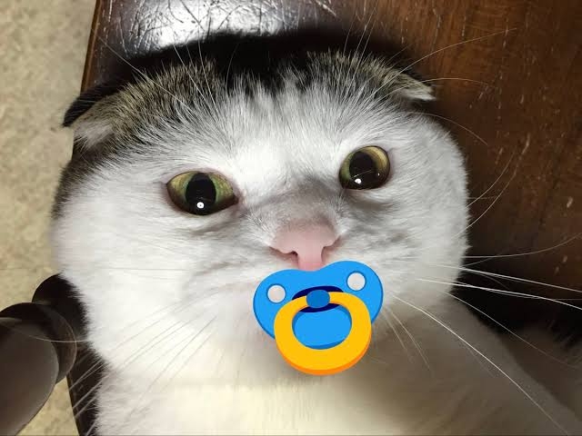 大人のペアリング