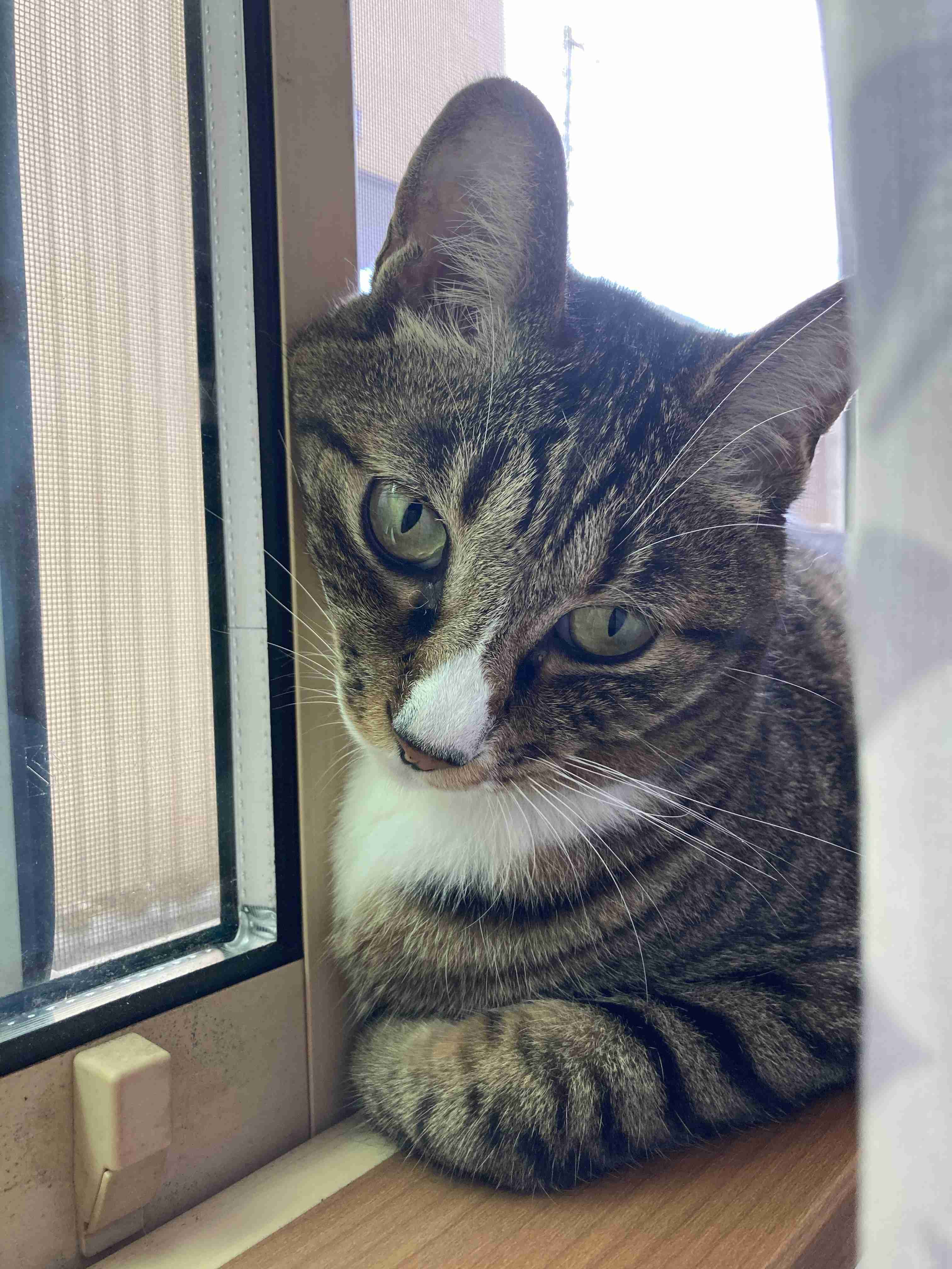 猫飼いさんはみんなうなずきそう！猫が大好きな「場所」5つ　猫なりに好きな理由があった