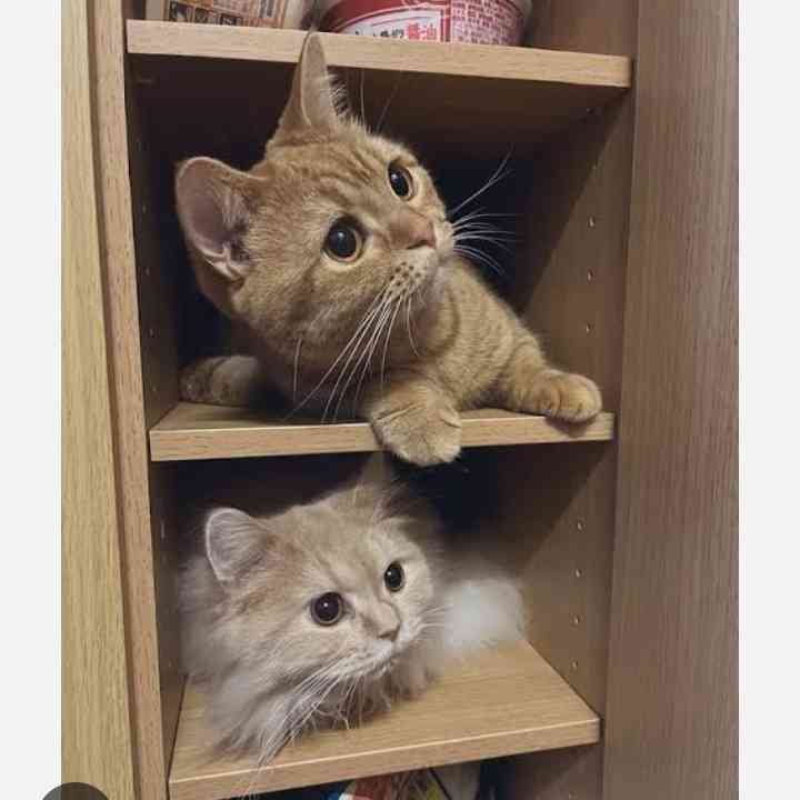 猫飼いさんはみんなうなずきそう！猫が大好きな「場所」5つ　猫なりに好きな理由があった