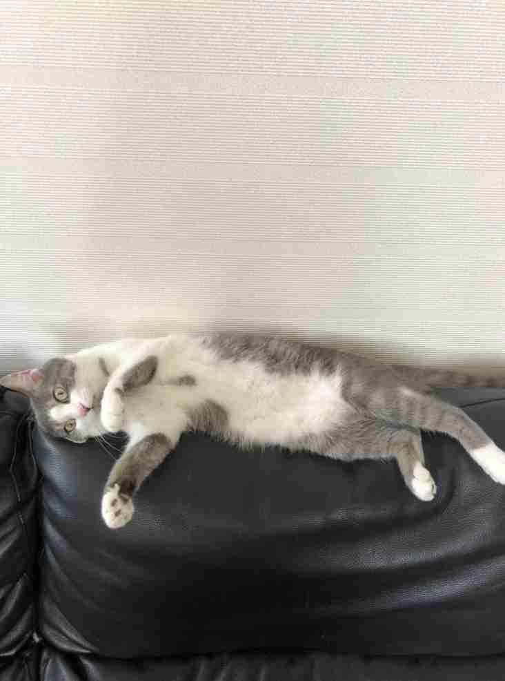 猫飼いさんはみんなうなずきそう！猫が大好きな「場所」5つ　猫なりに好きな理由があった