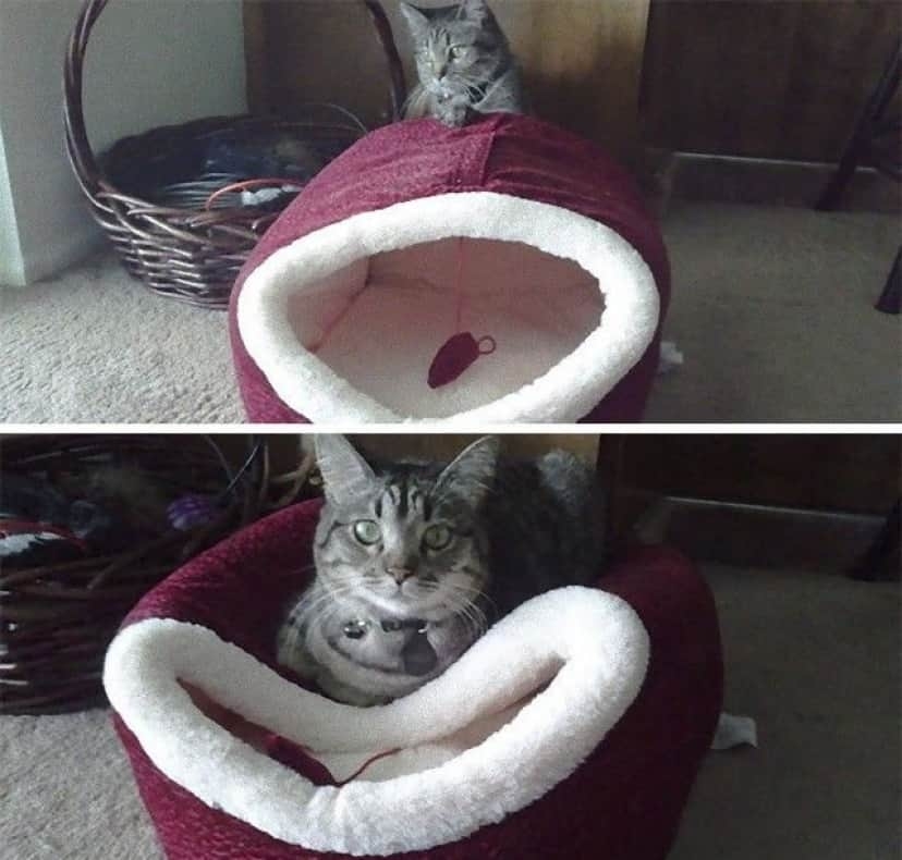 猫飼いさんはみんなうなずきそう！猫が大好きな「場所」5つ　猫なりに好きな理由があった