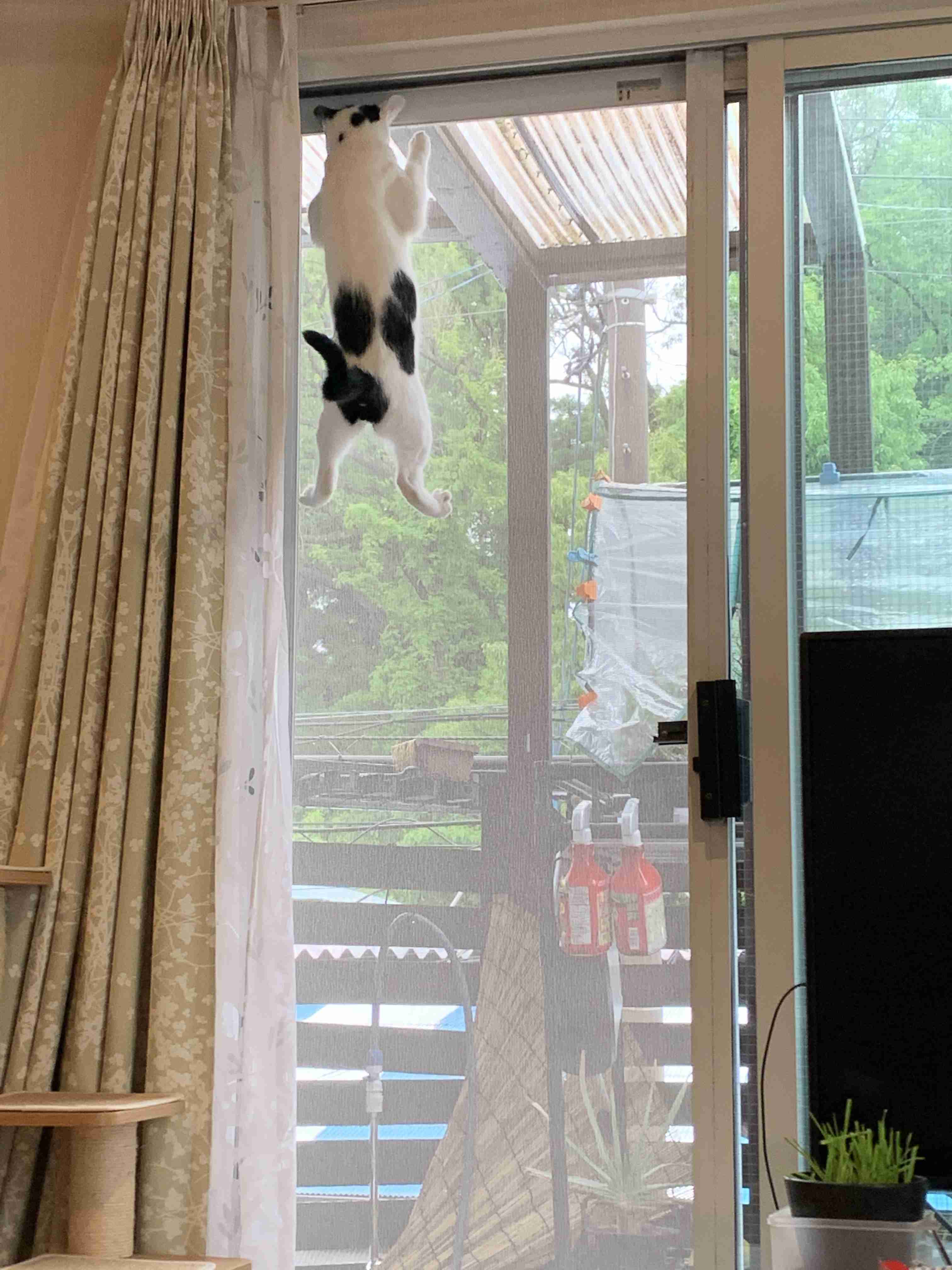 猫飼いさんはみんなうなずきそう！猫が大好きな「場所」5つ　猫なりに好きな理由があった