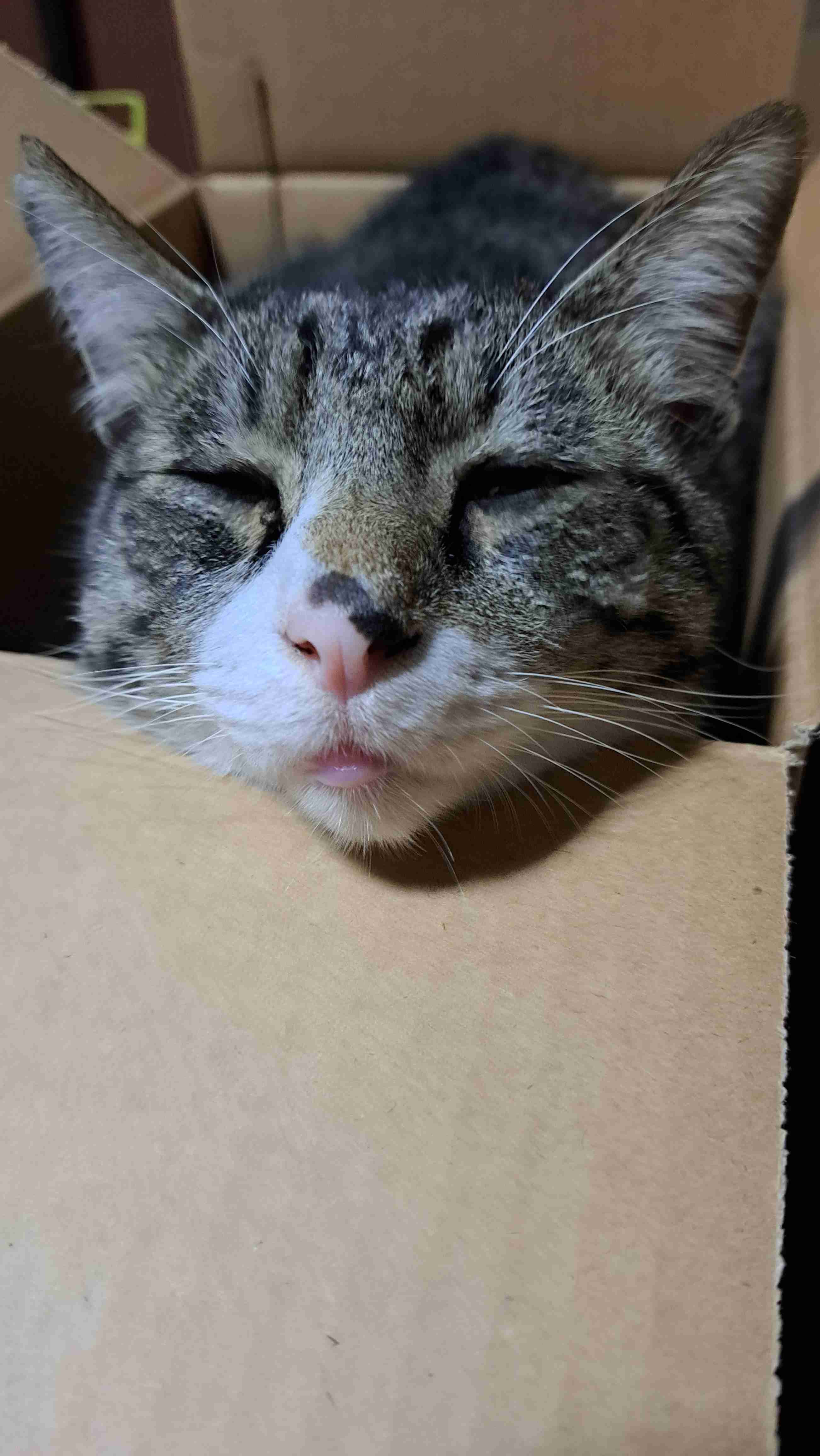 猫飼いさんはみんなうなずきそう！猫が大好きな「場所」5つ　猫なりに好きな理由があった