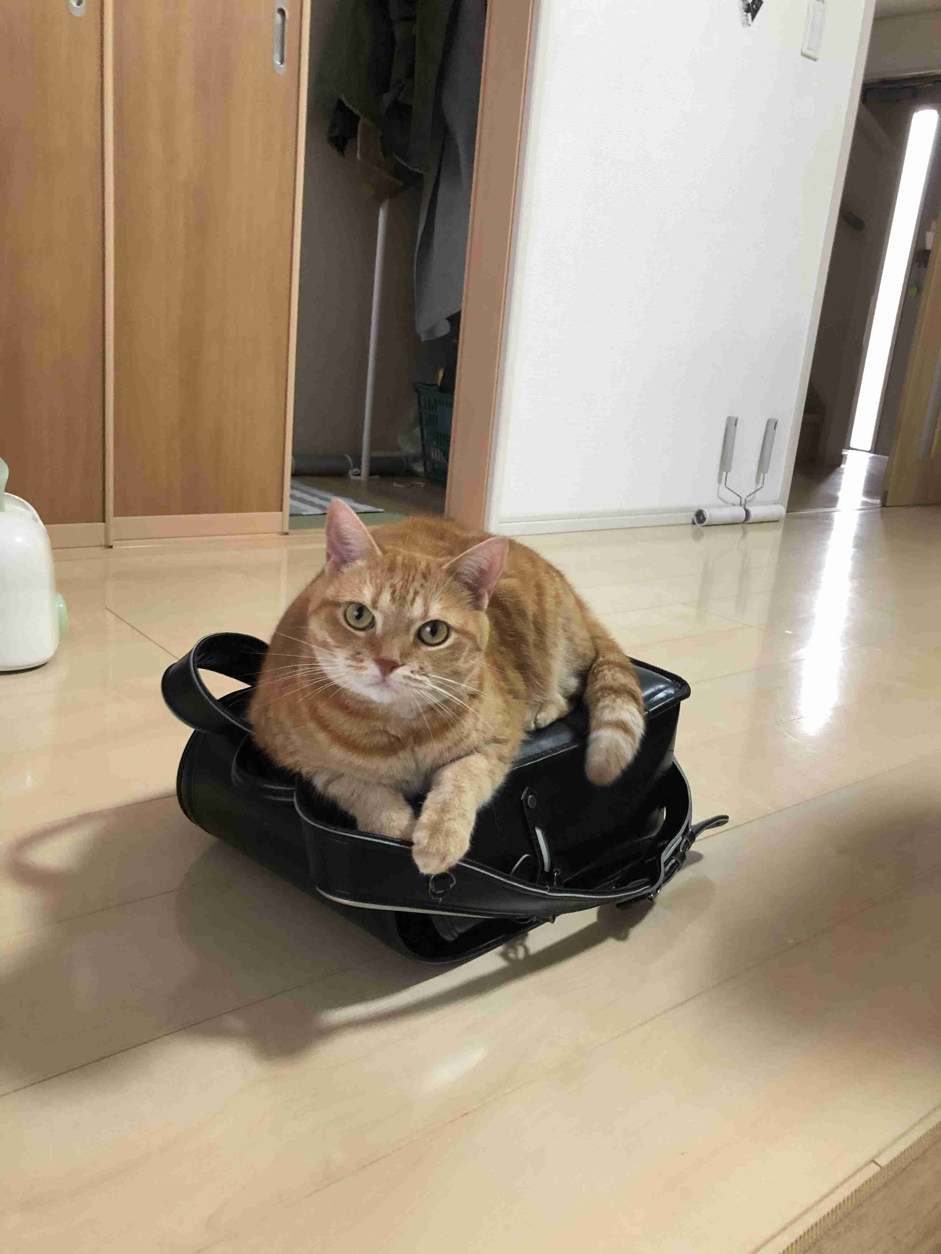 猫飼いさんはみんなうなずきそう！猫が大好きな「場所」5つ　猫なりに好きな理由があった
