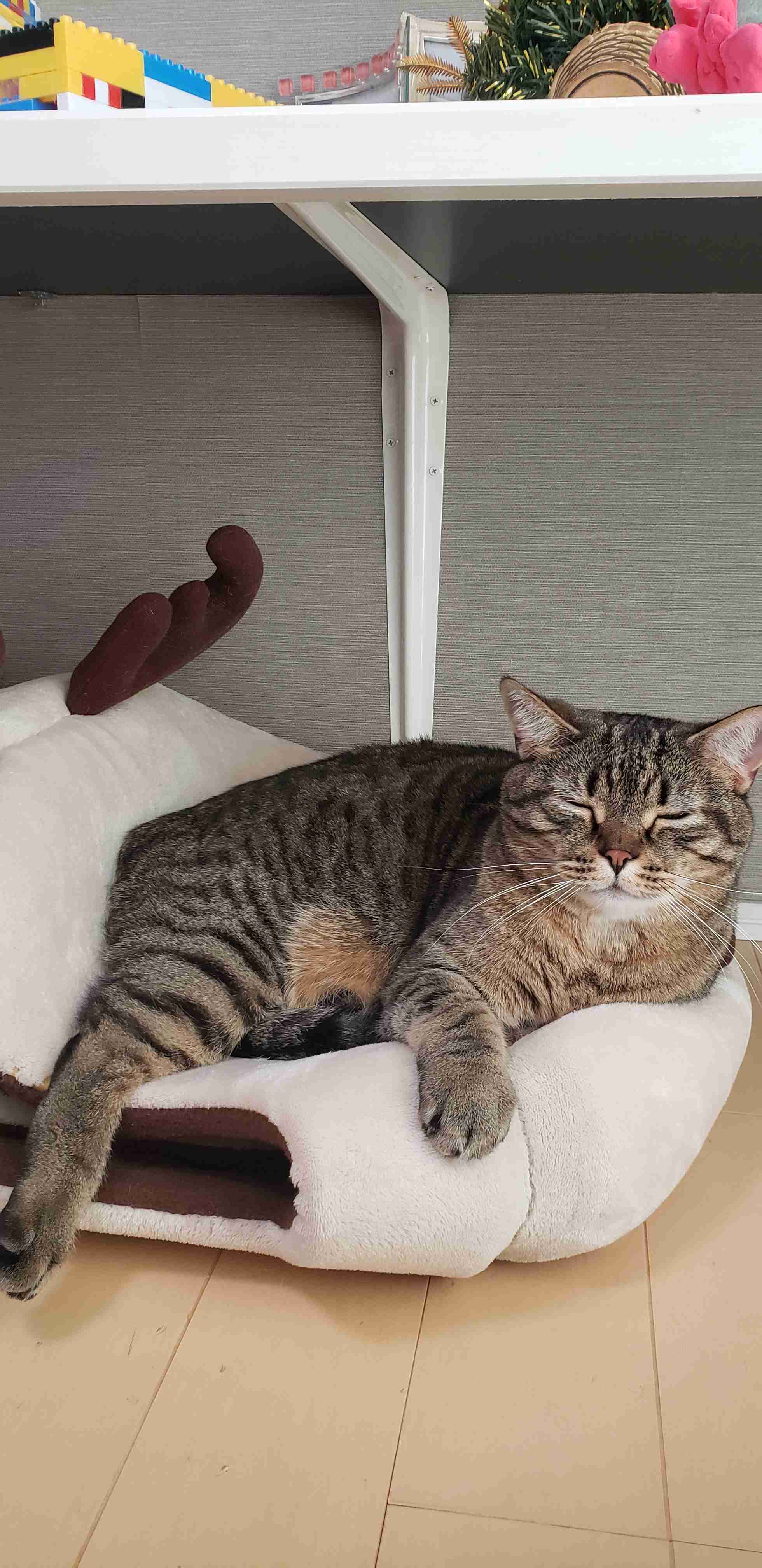 猫飼いさんはみんなうなずきそう！猫が大好きな「場所」5つ　猫なりに好きな理由があった