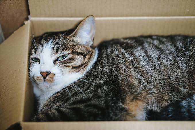 猫飼いさんはみんなうなずきそう！猫が大好きな「場所」5つ　猫なりに好きな理由があった