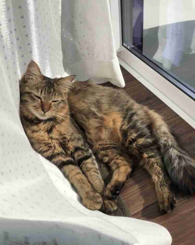 猫飼いさんはみんなうなずきそう！猫が大好きな「場所」5つ　猫なりに好きな理由があった