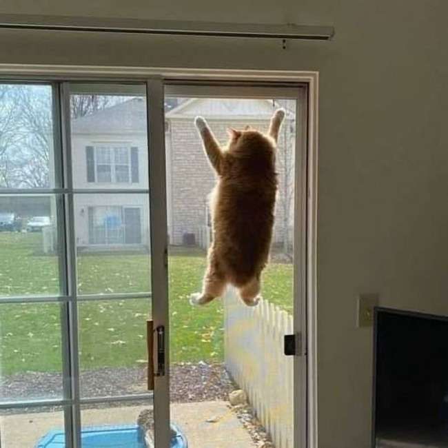 猫飼いさんはみんなうなずきそう！猫が大好きな「場所」5つ　猫なりに好きな理由があった