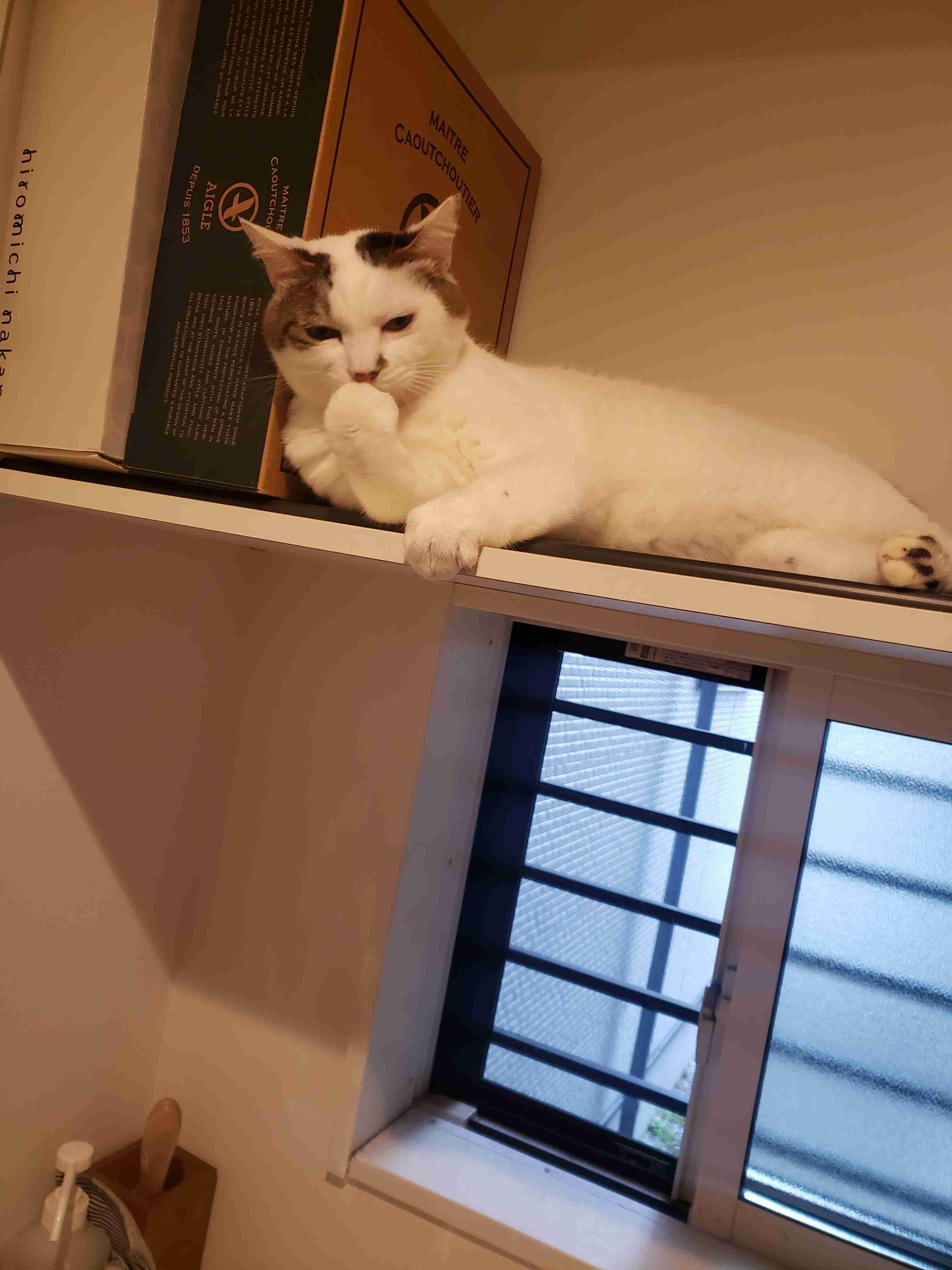 猫飼いさんはみんなうなずきそう！猫が大好きな「場所」5つ　猫なりに好きな理由があった