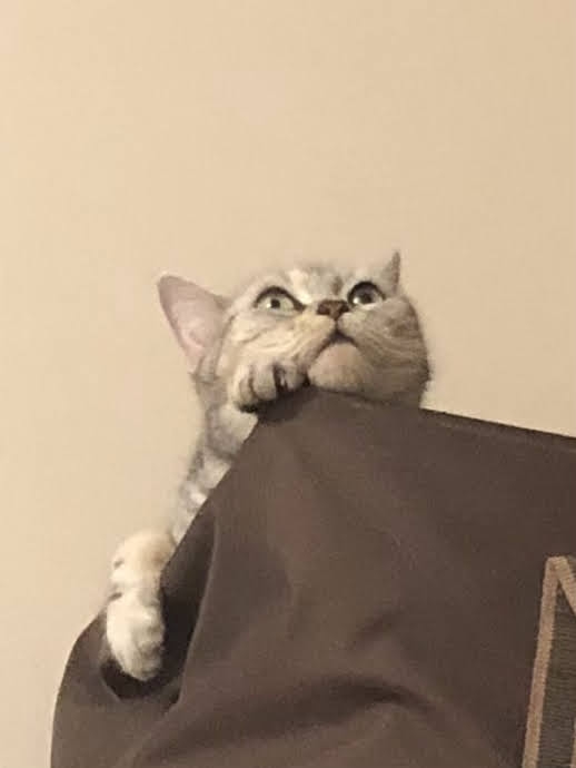 猫飼いさんはみんなうなずきそう！猫が大好きな「場所」5つ　猫なりに好きな理由があった