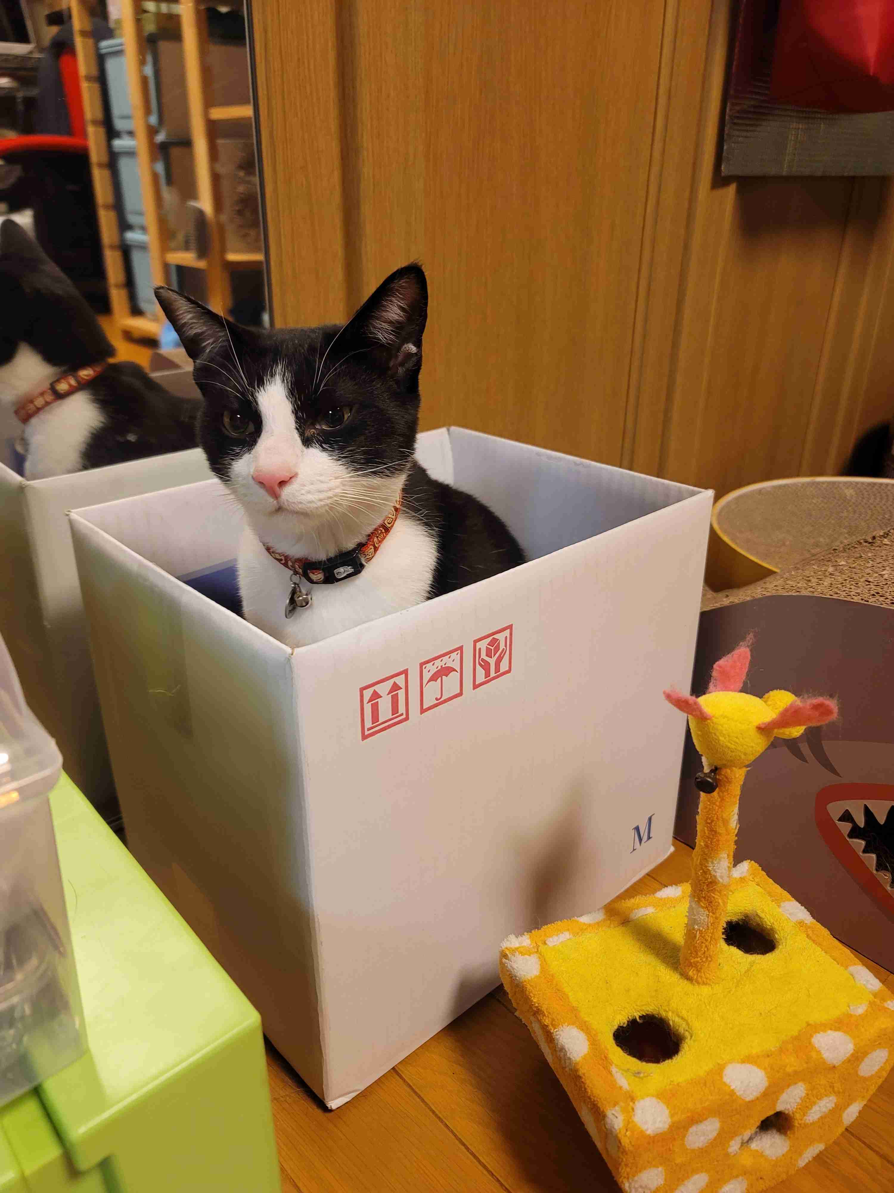 猫飼いさんはみんなうなずきそう！猫が大好きな「場所」5つ　猫なりに好きな理由があった