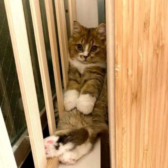 猫飼いさんはみんなうなずきそう！猫が大好きな「場所」5つ　猫なりに好きな理由があった