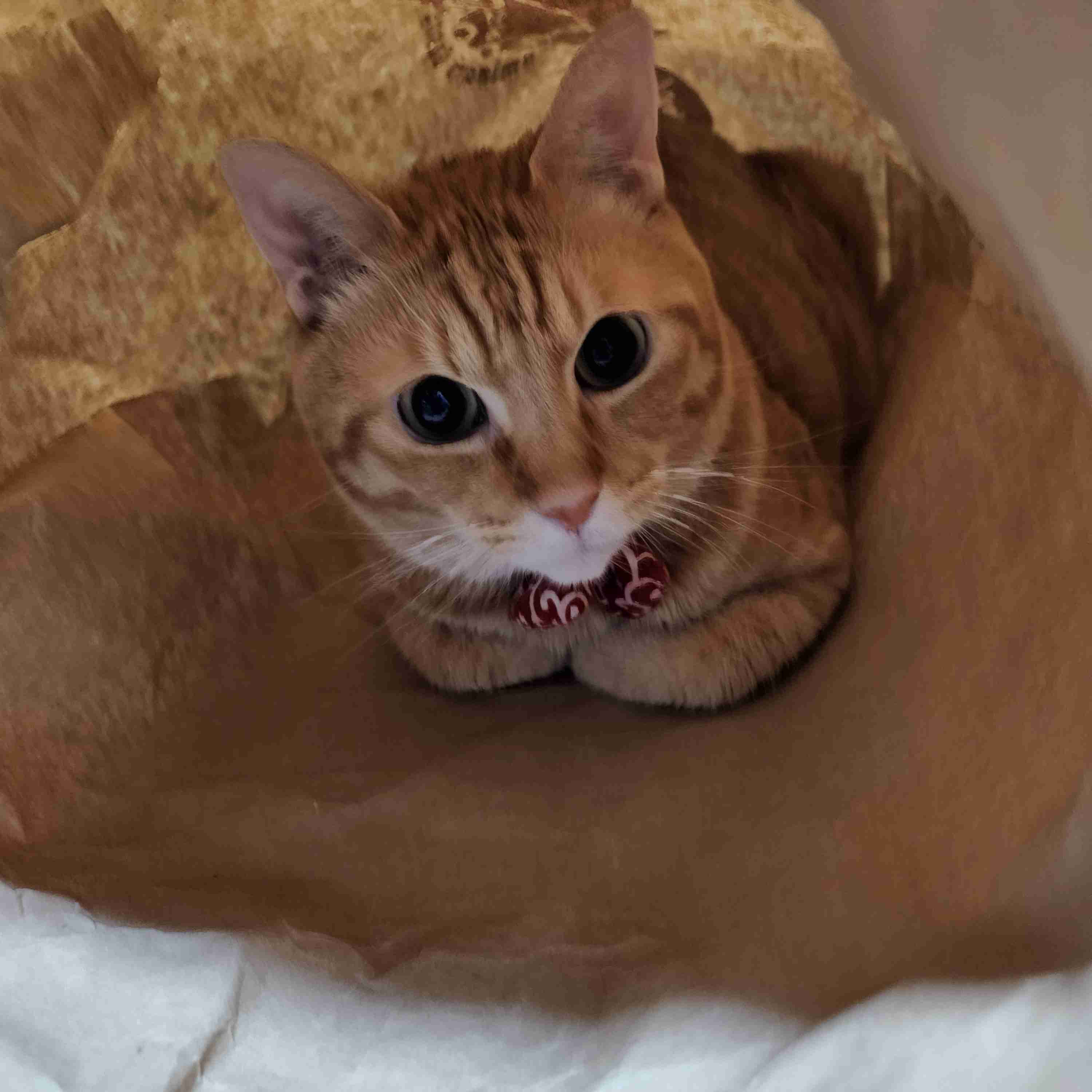 猫飼いさんはみんなうなずきそう！猫が大好きな「場所」5つ　猫なりに好きな理由があった