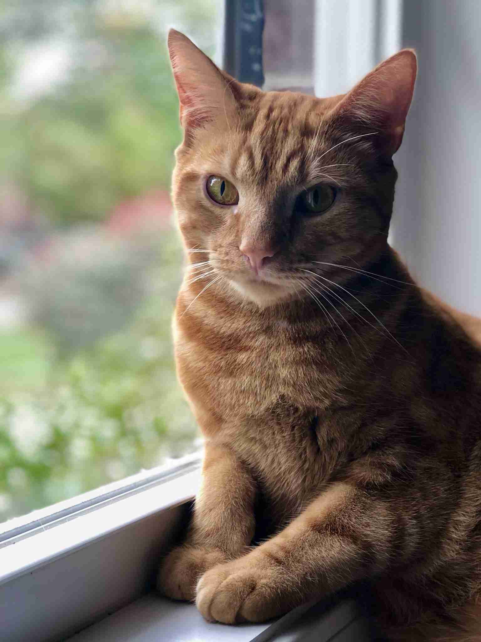猫飼いさんはみんなうなずきそう！猫が大好きな「場所」5つ　猫なりに好きな理由があった