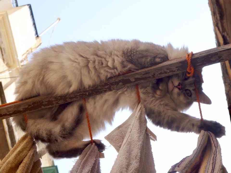 猫飼いさんはみんなうなずきそう！猫が大好きな「場所」5つ　猫なりに好きな理由があった