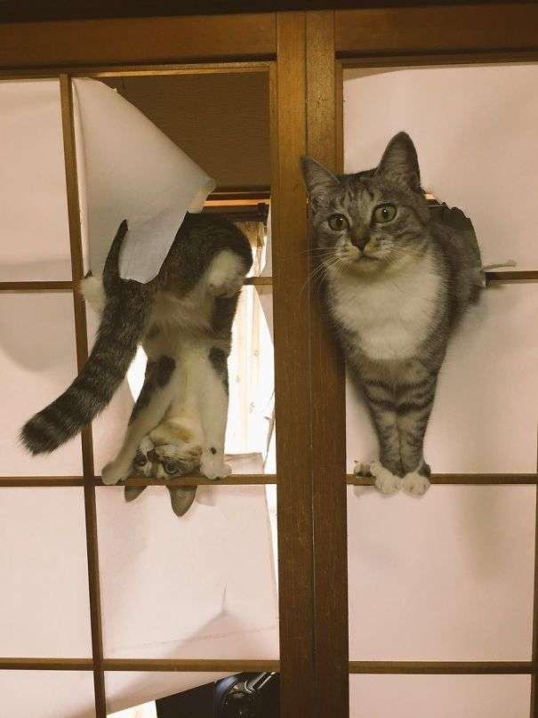 猫飼いさんはみんなうなずきそう！猫が大好きな「場所」5つ　猫なりに好きな理由があった