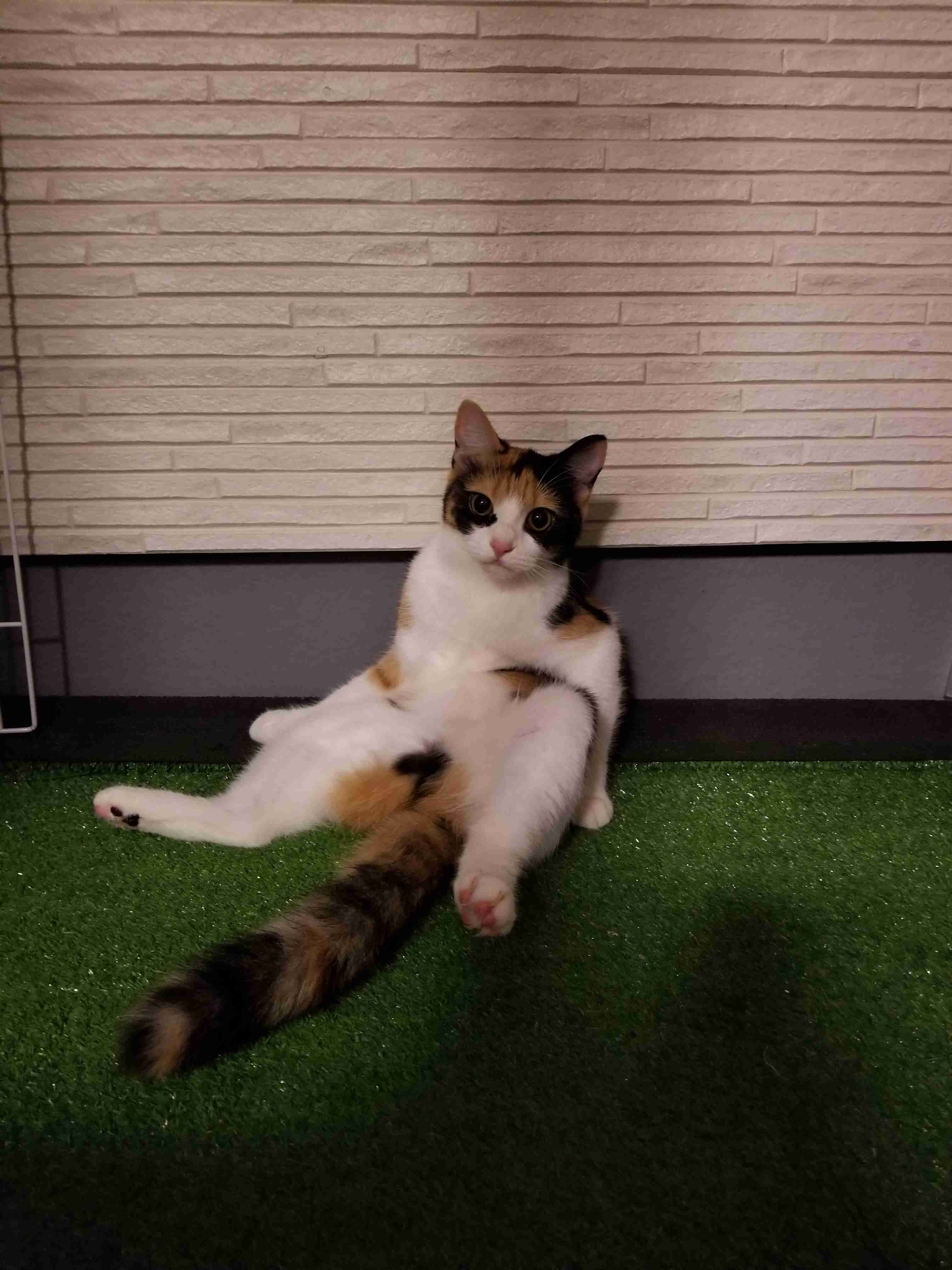猫飼いさんはみんなうなずきそう！猫が大好きな「場所」5つ　猫なりに好きな理由があった
