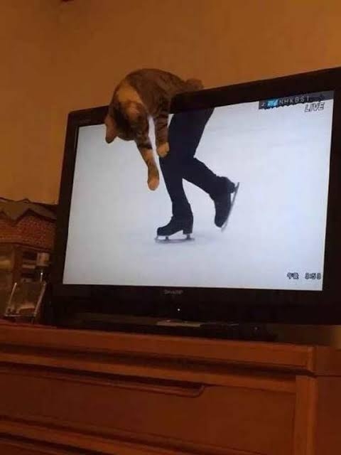 猫飼いさんはみんなうなずきそう！猫が大好きな「場所」5つ　猫なりに好きな理由があった