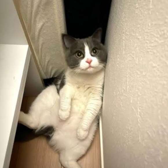 猫飼いさんはみんなうなずきそう！猫が大好きな「場所」5つ　猫なりに好きな理由があった