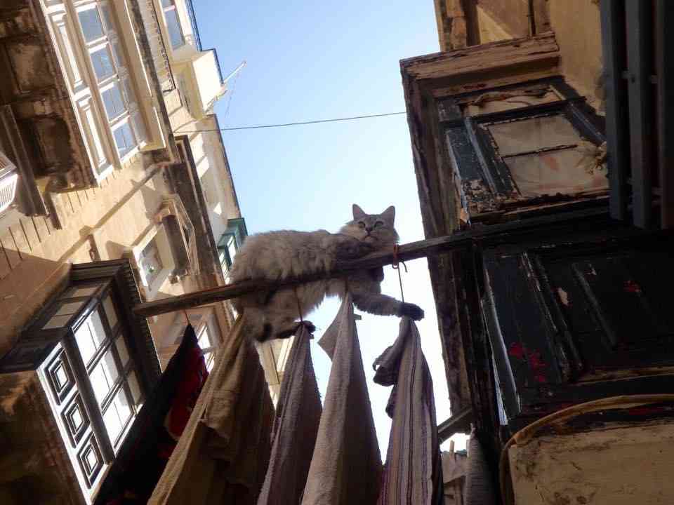 猫飼いさんはみんなうなずきそう！猫が大好きな「場所」5つ　猫なりに好きな理由があった