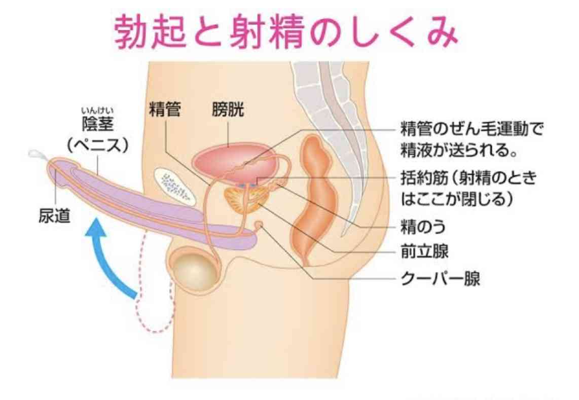 (アダルト)身体の相性とは