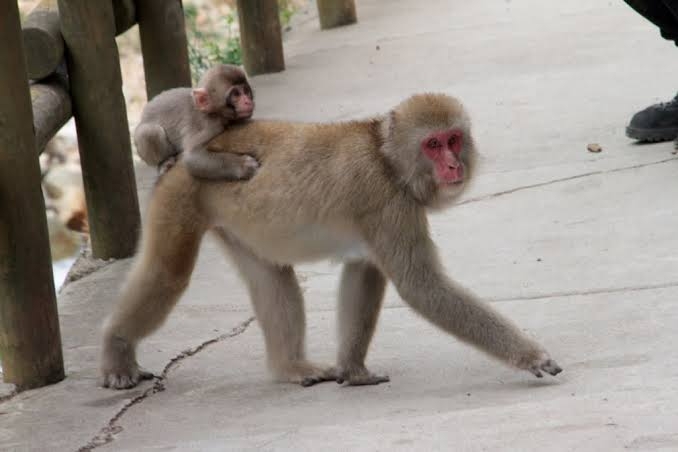 旦那の習い事許せますか？