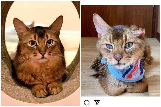 ひろゆき氏、批判殺到の「ねこホーダイ」に一定の理解「猫レンタルは飼える人増やす苦肉の策」