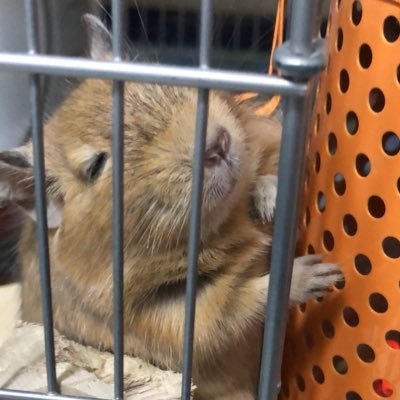 ペットの防寒対策について語ろう