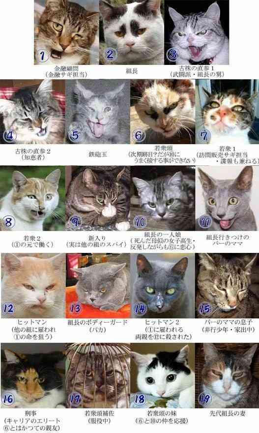 とにかく定期的に見たくなる画像を貼るトピ