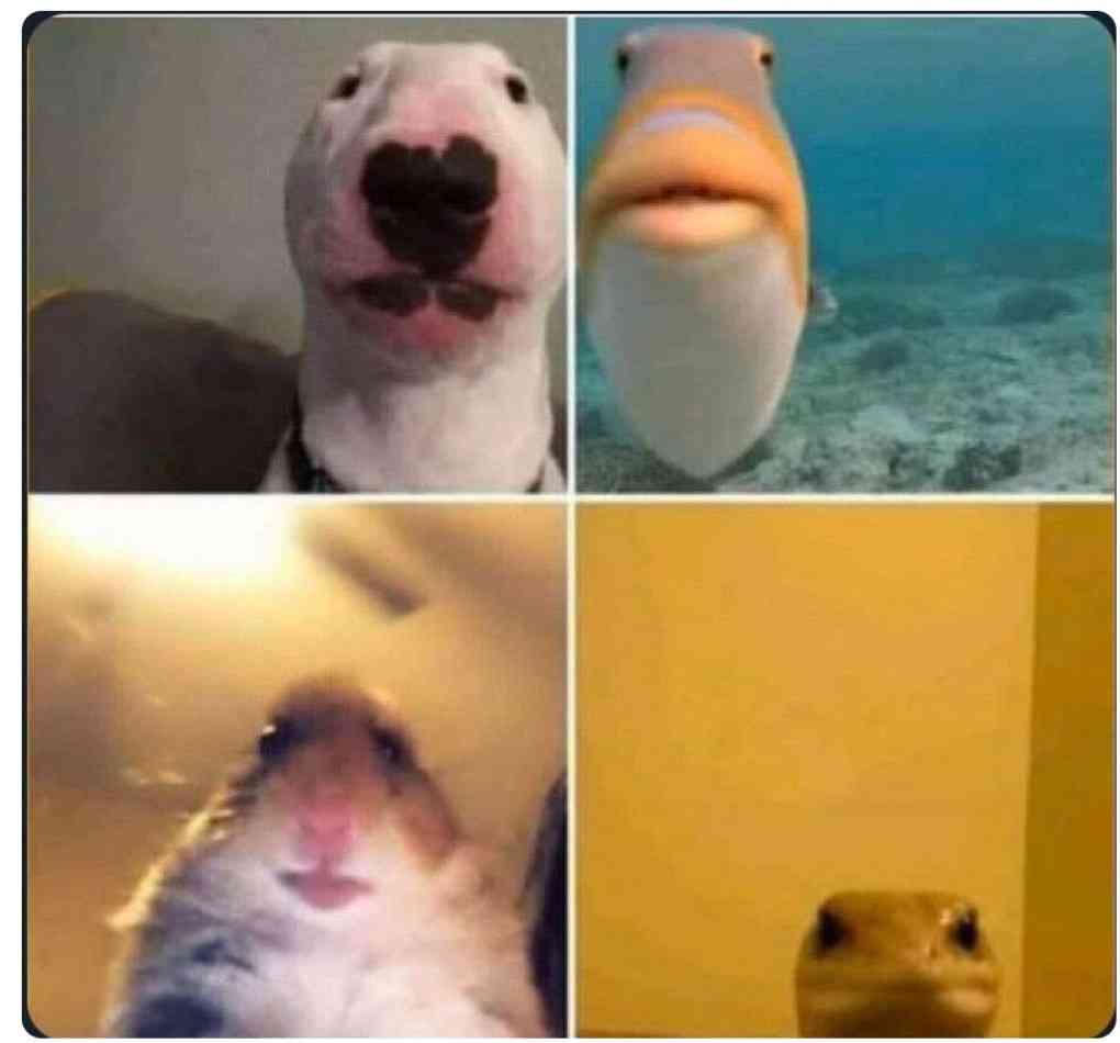 とにかく定期的に見たくなる画像を貼るトピ