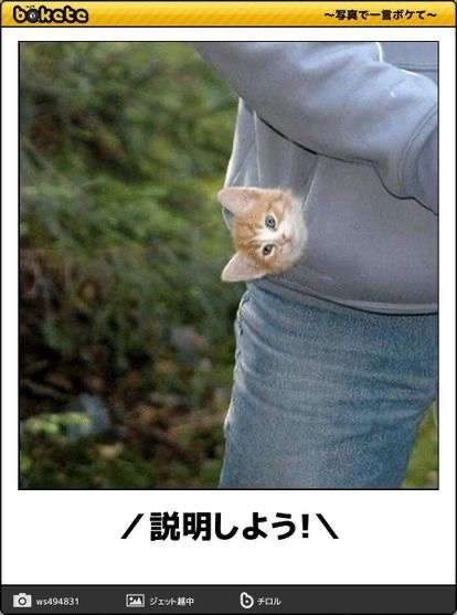 とにかく定期的に見たくなる画像を貼るトピ