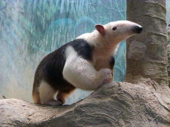 コンテナ殺虫処理後にヒアリ7万匹以上確認 過去最多の“1万匹以上”見つかっていた広島・福山港で