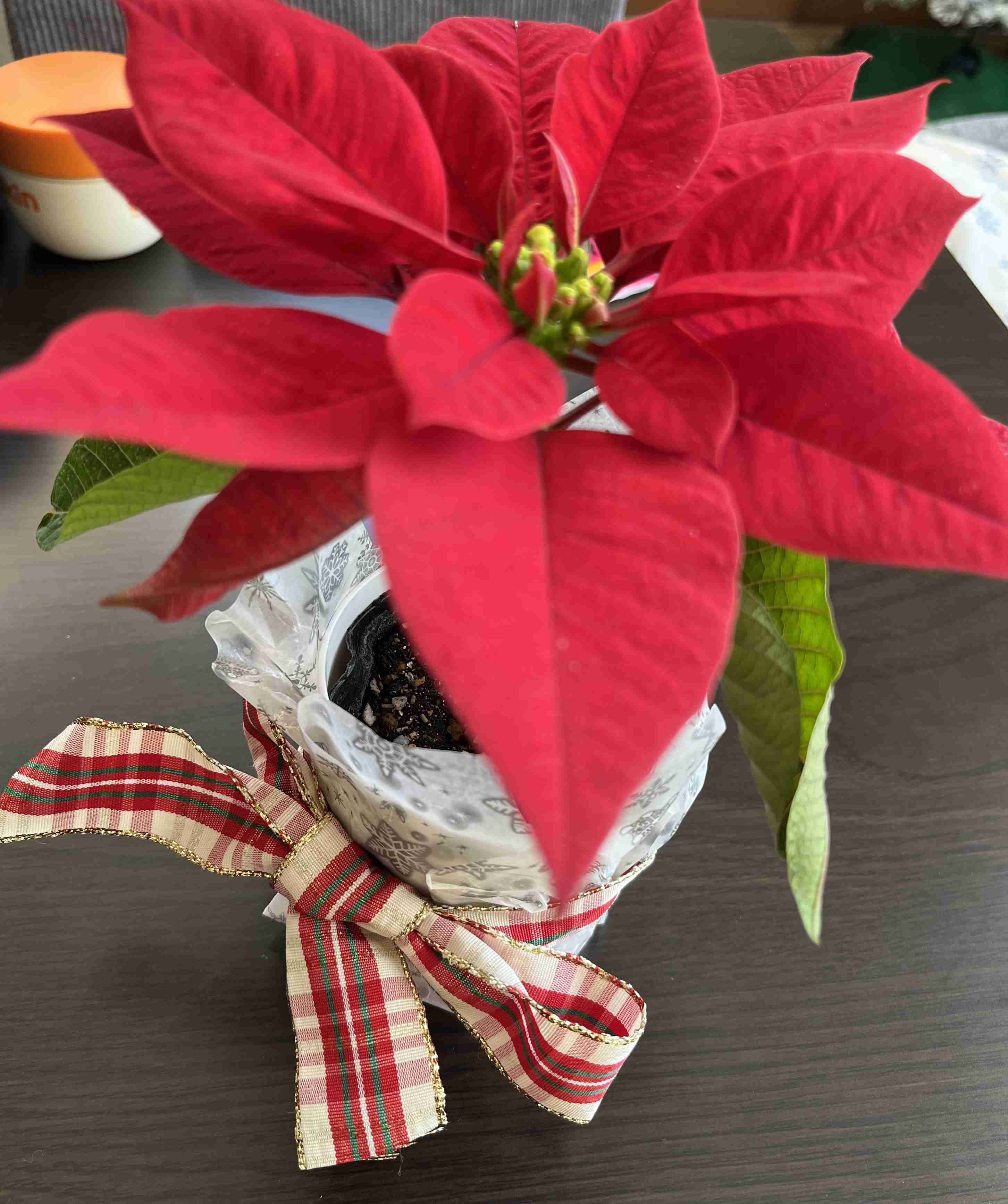 年末年始の我が家の情景を貼るトピ