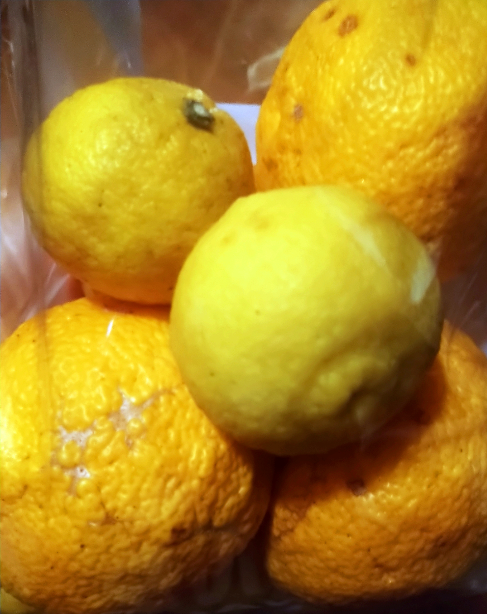 年末年始の我が家の情景を貼るトピ