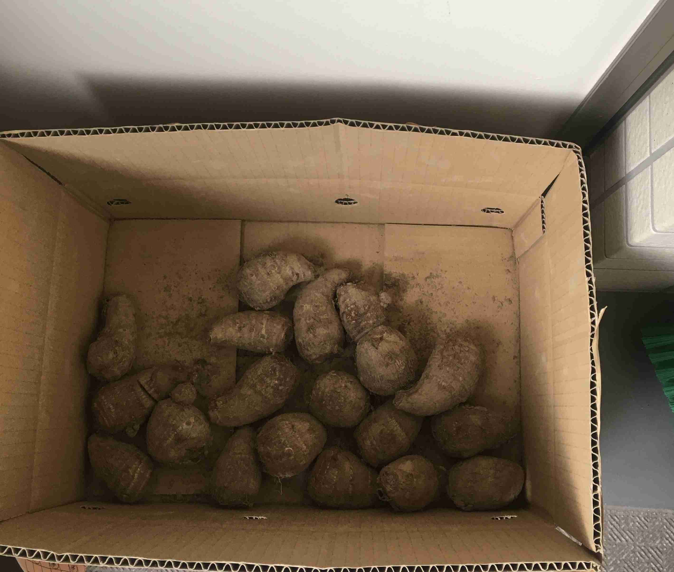 年末年始の我が家の情景を貼るトピ