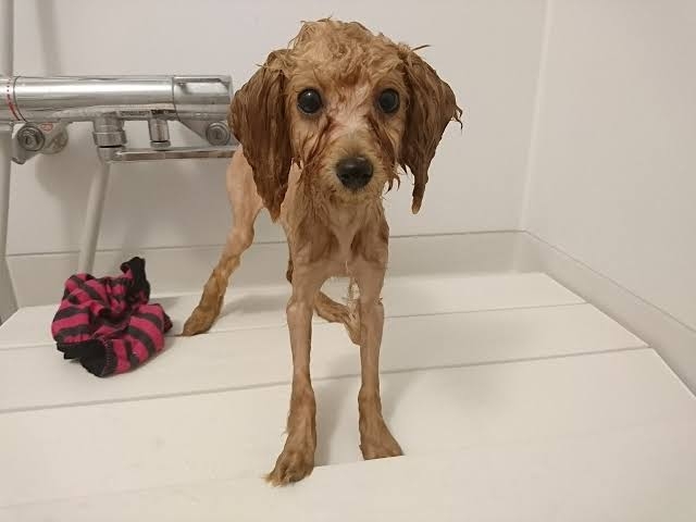 「世界で最もかわいい犬」日本で暮らす、まんまるのトイプードルが海外で人気