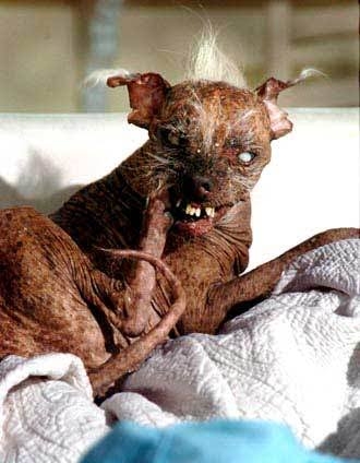 「世界で最もかわいい犬」日本で暮らす、まんまるのトイプードルが海外で人気