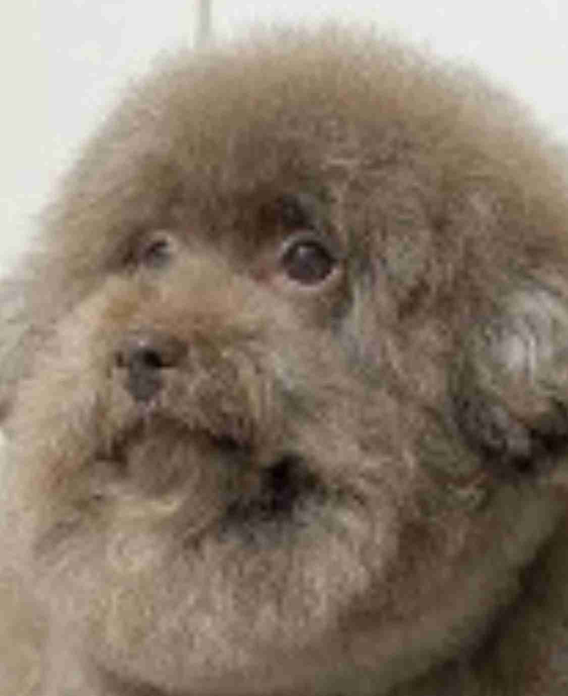 「世界で最もかわいい犬」日本で暮らす、まんまるのトイプードルが海外で人気