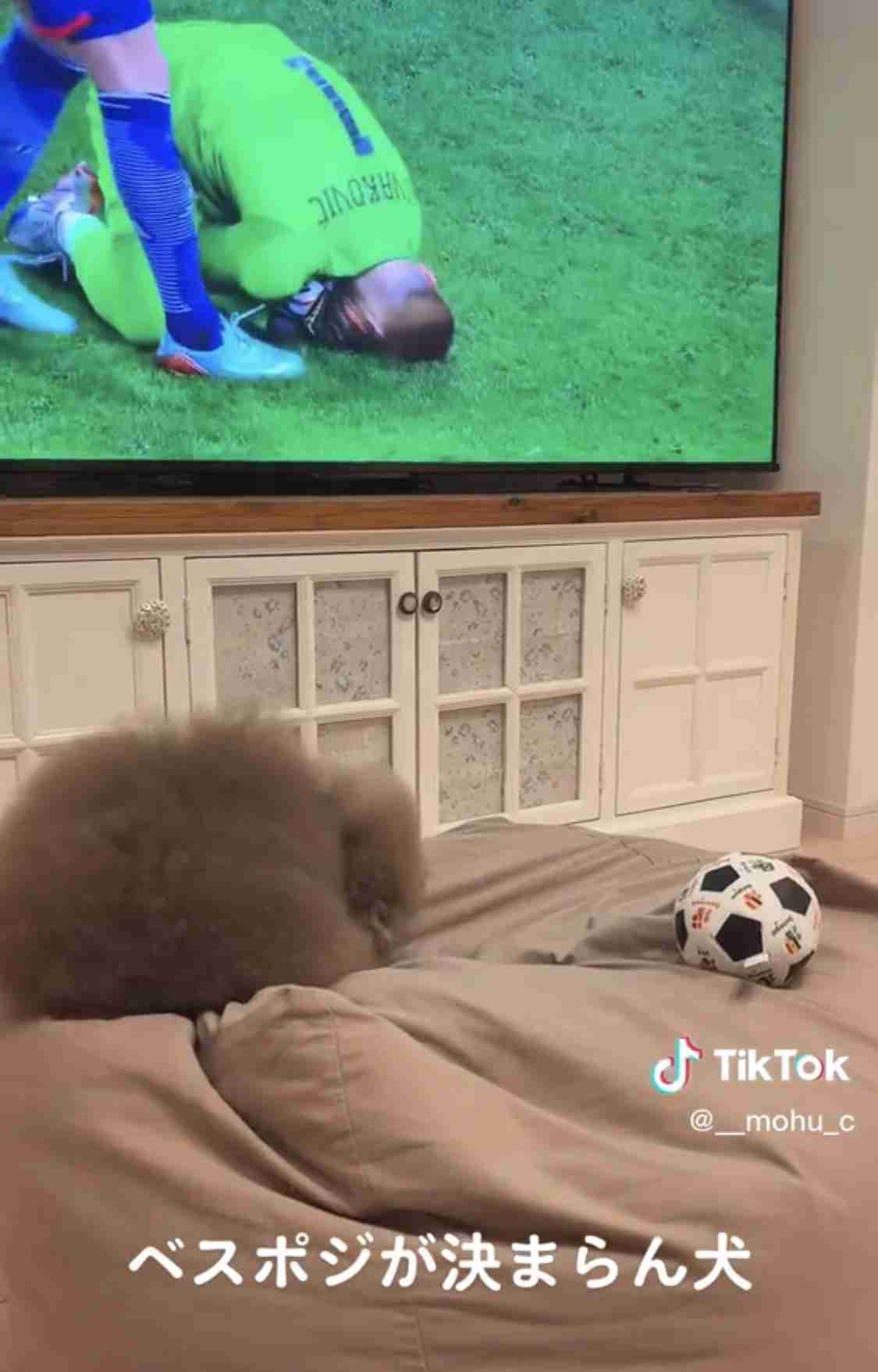 「世界で最もかわいい犬」日本で暮らす、まんまるのトイプードルが海外で人気