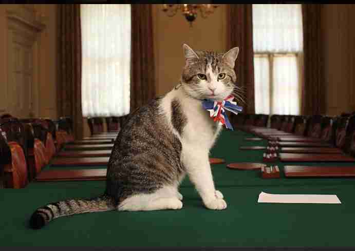 ネズミ大量発生、駆除要員をNY市が急募 年俸2300万円