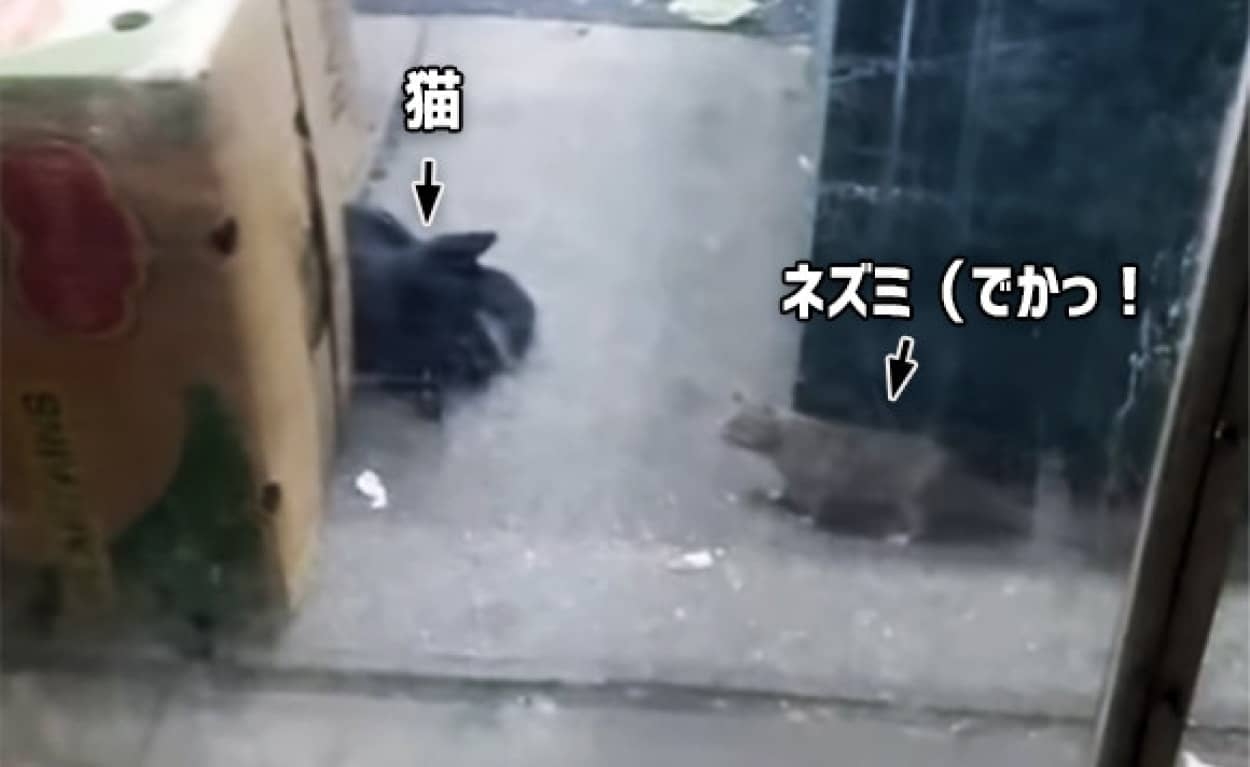 ネズミ大量発生、駆除要員をNY市が急募 年俸2300万円