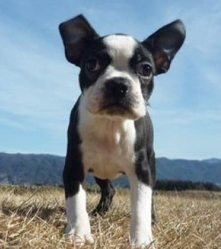 【漫画アニメ】見かけによらず強いキャラ